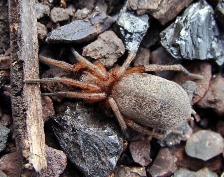 Drassodes sp.